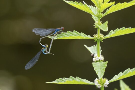 Small red-eyed damselfly (Erythromma viridulum), male and female, mating wheel on stinging nettle, Hesse, Germany