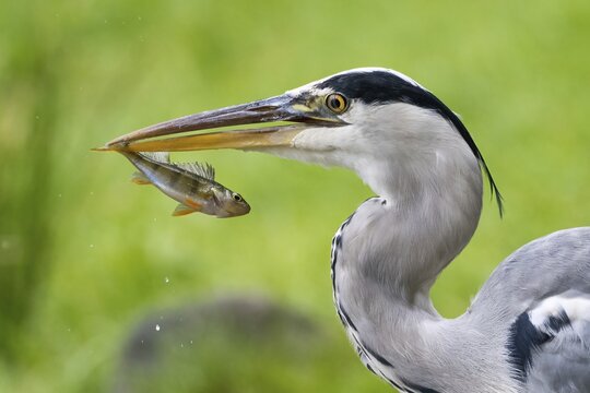 Grey heron (Ardea cinerea) with captured european perch (Perca fluviatilis), Hesse, Germany