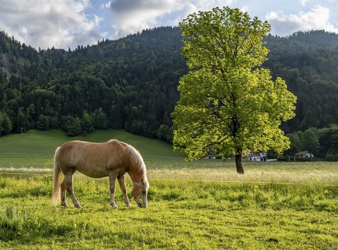 Haflinger horse (Equus ferus caballus) grazing in a pasture, Neuhaus, Bavaria, Germany
