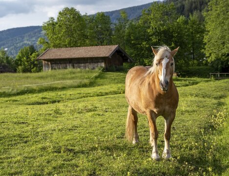 Haflinger horse (Equus ferus caballus) in a pasture, Neuhaus, Bavaria, Germany