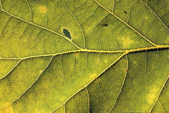 Leaf of an oak, after-image of the leaf structure against the light, Bavaria, Germany