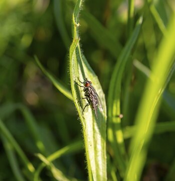 House fly (Musca domestica) sitting on a leaf, Bavaria, Germany