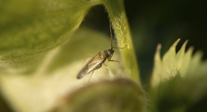 Brown-black nettle soft bug (Plagiognathus arbustorum) sitting on a leaf, Bavaria, Germany