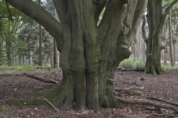 Common beeches (Fagus sylvatica) in mixed forest, Emsland, Lower Saxony, Germany