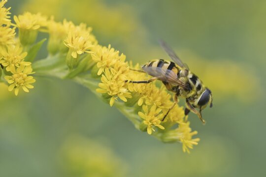 Dead head fly (Myathropa florea) on goldenrod (Solidago canadensis), Emsland, Lower Saxony, Germany