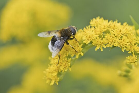 Bumblebee wedgewing (Eristalis intricaria) on goldenrod (Solidago canadensis), Emsland, Lower Saxony, Germany