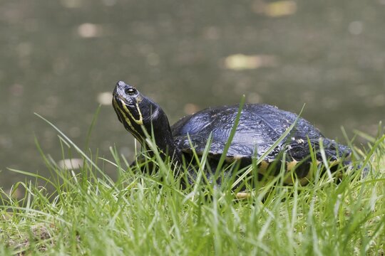 Yellow-bellied slider (Trachemys scripta scripta), Emsland, Lower Saxony, Germany
