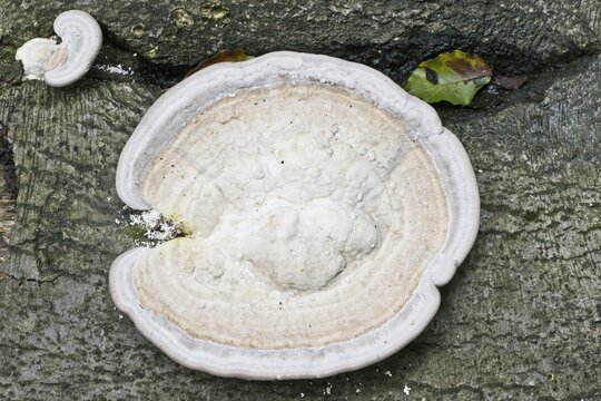 Hairy bracket (Trametes hirsuta), Emsland, Lower Saxony, Germany