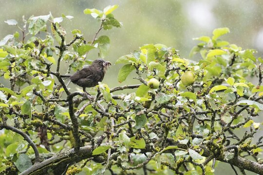 Blackbird (Turdus merula), female, with captured earthworms, sitting on branch in apple tree, Hesse, Germany
