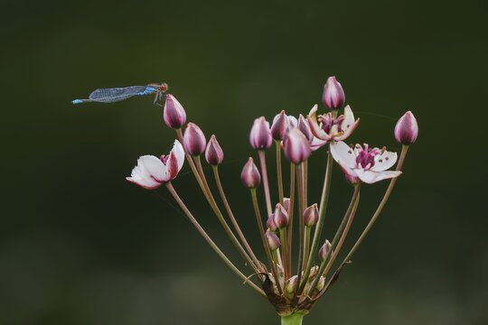 Small red-eyed damselfly (Erythromma viridulum), sitting on flower of flowering rush (Butomus umbellatus), Hesse, Germany