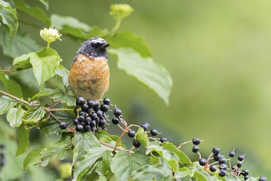 Common redstart (Phoenicurus phoenicurus), male, sitting on branch with fruit of red dogwood (Cornus sanguinea), Hesse, Germany