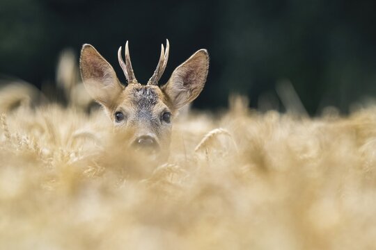 European roe deer (Capreolus capreolus) in a grain field, Hesse, Germany