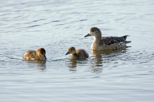 Eurasian wigeon (Mareca penelope), female with young birds, Iceland, Scandinavia