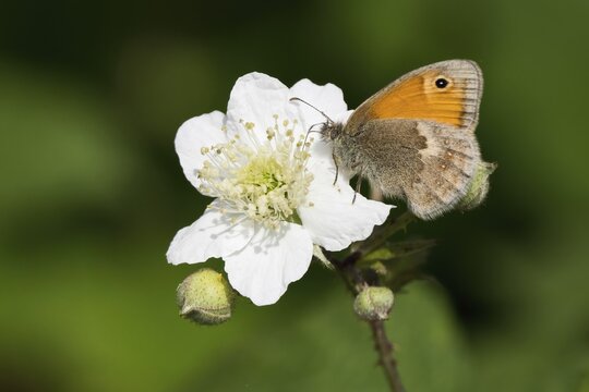 Small heath (Coenonympha pamphilus), sitting on blackberry blossom, Hesse, Germany