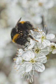 Large earth bumblebee (Bombus terrestris) with mite infestation, Emsland, Lower Saxony, Germany