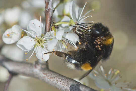 Large earth bumblebee (Bombus terrestris) with mite infestation, Emsland, Lower Saxony, Germany
