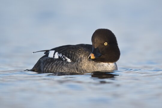 Common Goldeneye (Bucephala clangula), Emsland, Lower Saxony, Germany