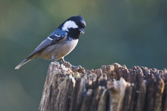 Coal Tit (Periparus ater), Emsland, Lower Saxony, Germany