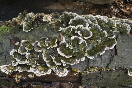 Butterfly tramete (Trametes versicolor), Emsland, Lower Saxony, Germany