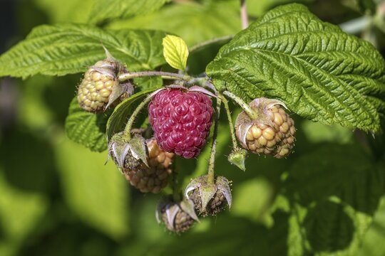 Raspberry (Rubus idaeus), ripe and unripe fruit, Baden-W&uuml;rttemberg, Germany