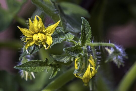 Flower of tomato (Solanum lycopersicum), Baden-W&uuml;rttemberg, Germany