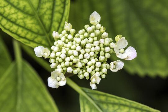 Hydrangea serrata, flower, Baden-W&uuml;rttemberg, Germany