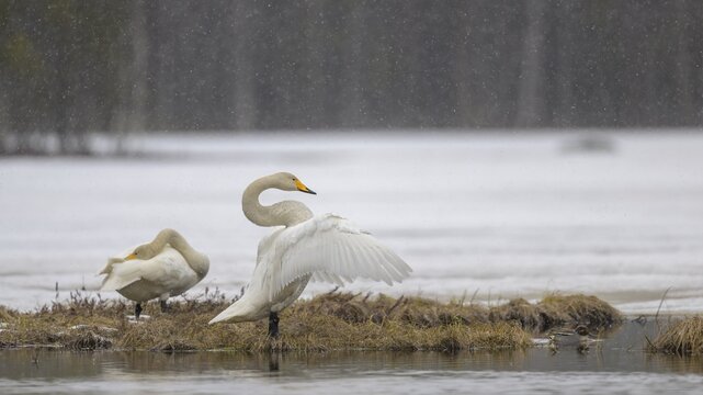 Whooper Swan (Cygnus cygnus), wings flapping in a driving snow in a water and snow landscape in early spring, Hamra National Park, Dalarna, Sweden, Scandinavia