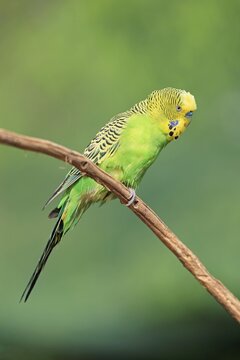 Budgie (Melopsittacus undulatus), adult, male, on standby, captive, Australia