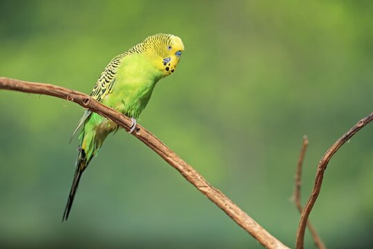 Budgie (Melopsittacus undulatus), adult, male, on standby, captive, Australia