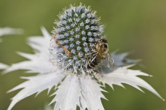 Honey bee (Apis mellifera) on man litter (Eryngium giganteum), Emsland, Lower Saxony, Germany