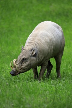 North sulawesi babirusa (Babyrousa celebensis), adult, male, foraging, captive, Sulawesi