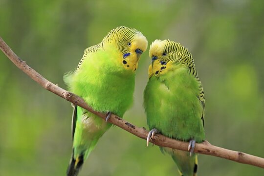 Budgie (Melopsittacus undulatus), adult, pair, on standby, captive, Australia