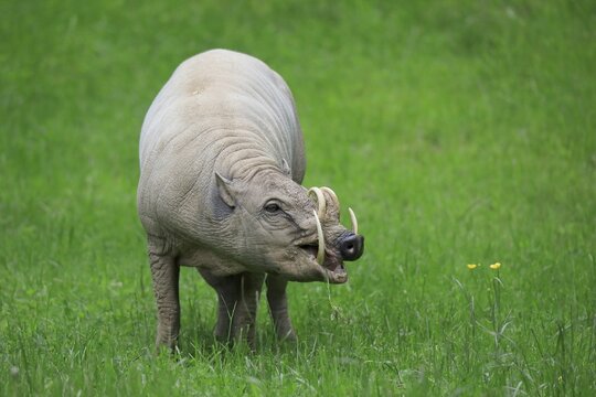 North sulawesi babirusa (Babyrousa celebensis), adult, male, foraging, captive, Sulawesi