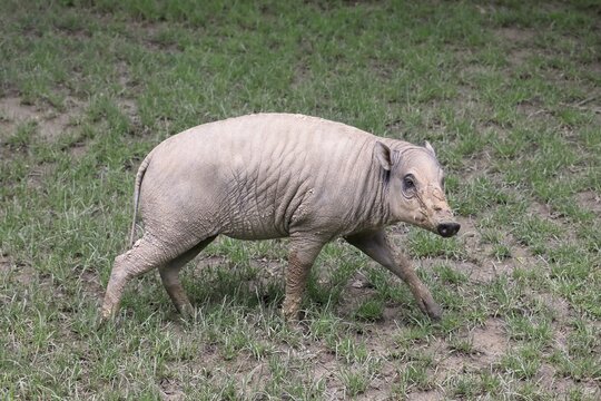 North sulawesi babirusa (Babyrousa celebensis), adult, juvenile, running, foraging, captive, Sulawesi