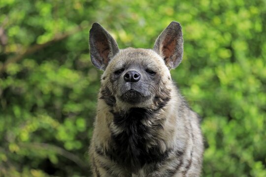 Striped hyena (Hyaena hyaena), adult, portrait, captive