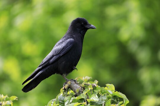Carrion crow (Corvus corone), adult, alert, Rhineland-Palatinate, Germany