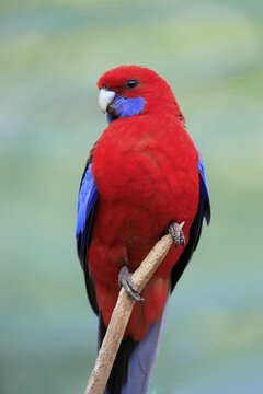 Crimson rosella (Platycercus elegans), adult, on standby, captive, Australia