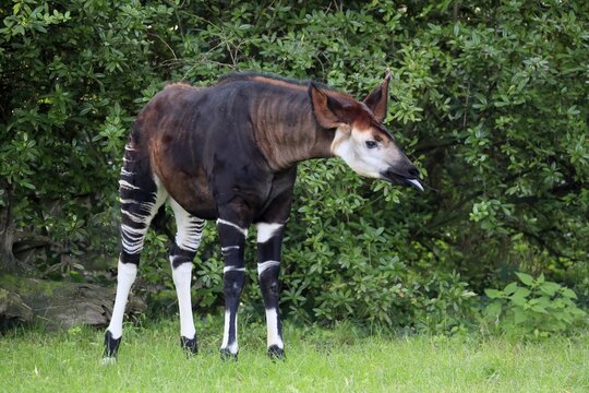 Okapi (Okapia johnstoni), adult, foraging, captive
