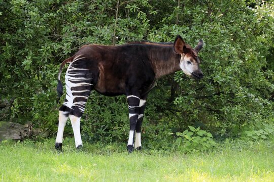 Okapi (Okapia johnstoni), adult, foraging, feeding, captive