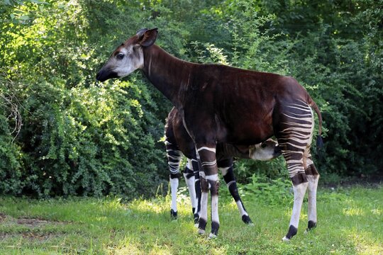 Okapi (Okapia johnstoni), adult, female, with young, suckling, captive