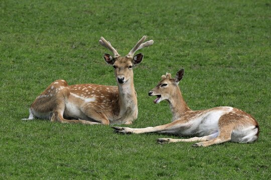 Mesopotamian fallow deer (Dama mesopotamica), pair, male, female, resting, captive