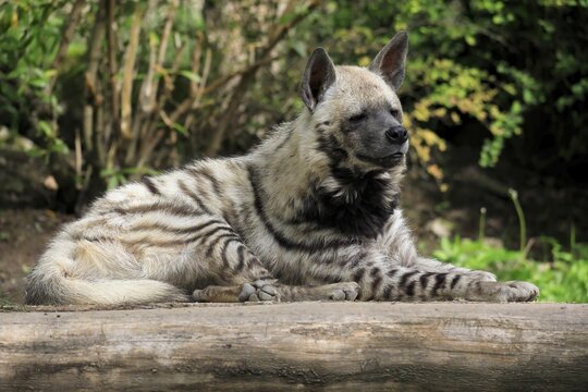 Striped hyena (Hyaena hyaena), adult, resting, captive