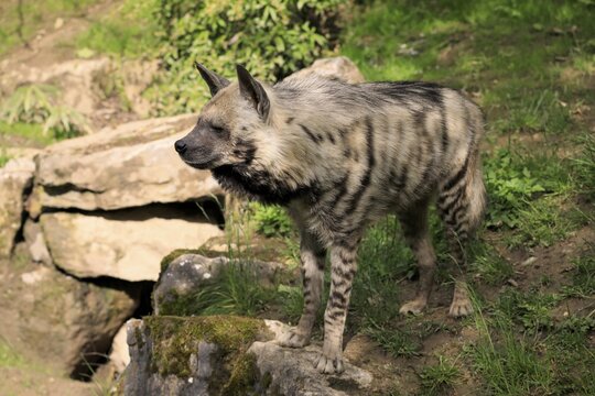 Striped hyena (Hyaena hyaena), adult, running, captive