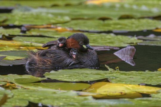 Little Grebe (Tachybaptus ruficollis), adult bird swimming in water in front of lily pads with chicks on its back, Upper Swabia, Baden-W&uuml;rttemberg, Germany