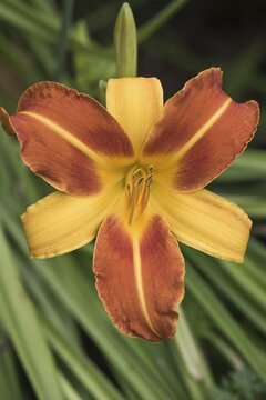 Daylily (Hemerocallis Frans Hals), Emsland, Lower Saxony, Germany