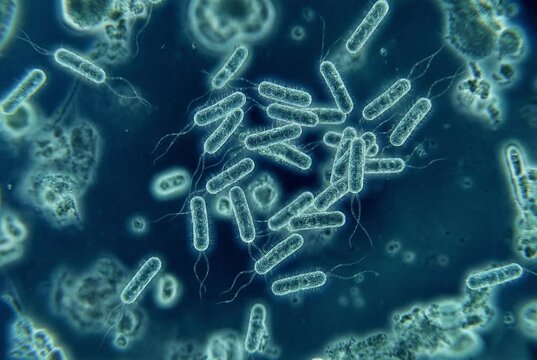 Microscopic view of rod-shaped bacilli bacteria colony in biological fluid. Medical 3D visualization.