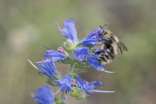 Shrill carder bee (Bombus sylvarum) on viper's bugloss (Echium vulgare), Emsland, Lower Saxony, Germany
