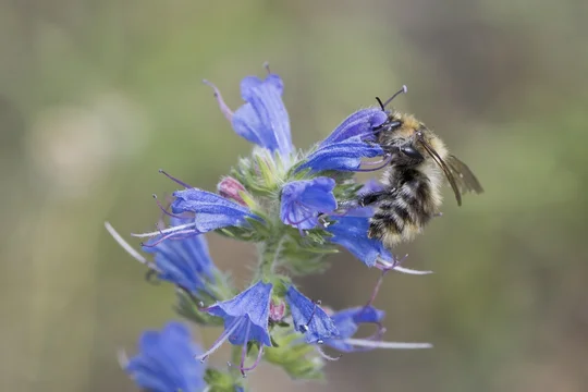 Shrill carder bee (Bombus sylvarum) on viper's bugloss (Echium vulgare), Emsland, Lower Saxony, Germany