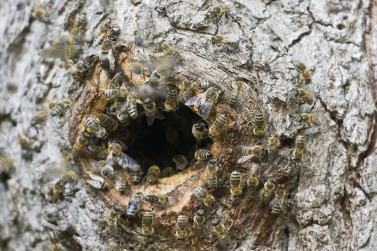Honey bees (Apis mellifera) in natural nesting cavity, woodpecker cavity, Emsland, Lower Saxony, Germany