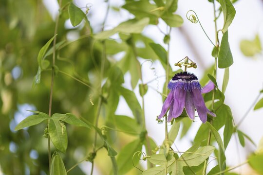 Passion-flower (Passiflora), Royal Botanic Gardens (Kew Gardens), UNESCO World Heritage Site, Kew, Greater London, England, United Kingdom